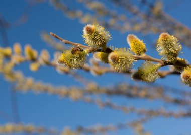 Mavi gökyüzünde çiçek açan kabarık tomurcukları olan söğüt dalları. Tomurcuklar çoktan açıldı ve sarı erkek kediler ortaya çıktı. Dallarda açık çiçeklerden polen toplayan arılar var. Yakınlarda bir arı uçuyor..