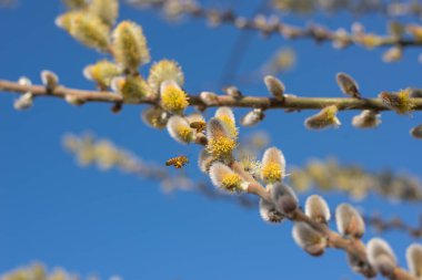 Mavi gökyüzünde çiçek açan kabarık tomurcukları olan söğüt dalları. Tomurcuklar çoktan açıldı ve sarı erkek kediler ortaya çıktı. Dallarda açık çiçeklerden polen toplayan arılar var. Yakınlarda bir arı uçuyor..