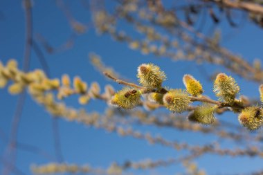 Mavi gökyüzünde çiçek açan kabarık tomurcukları olan söğüt dalları. Tomurcuklar çoktan açıldı ve sarı erkek kediler ortaya çıktı. Dallarda açık çiçeklerden polen toplayan arılar var. Yakınlarda bir arı uçuyor..