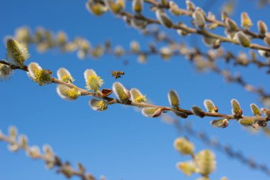 Mavi gökyüzünde çiçek açan kabarık tomurcukları olan söğüt dalları. Tomurcuklar çoktan açıldı ve sarı erkek kediler ortaya çıktı. Dallarda açık çiçeklerden polen toplayan arılar var. Yakınlarda bir arı uçuyor..