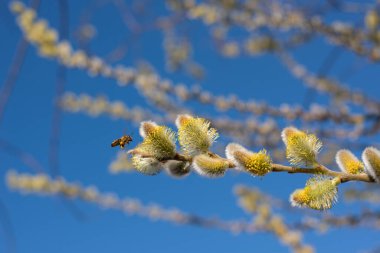 Mavi gökyüzünde çiçek açan kabarık tomurcukları olan söğüt dalları. Tomurcuklar çoktan açıldı ve sarı erkek kediler ortaya çıktı. Dallarda açık çiçeklerden polen toplayan arılar var. Yakınlarda bir arı uçuyor..