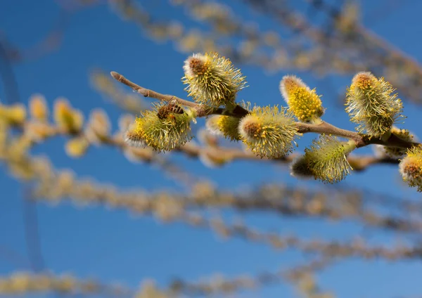 Mavi gökyüzünde çiçek açan kabarık tomurcukları olan söğüt dalları. Tomurcuklar çoktan açıldı ve sarı erkek kediler ortaya çıktı. Dallarda açık çiçeklerden polen toplayan arılar var. Yakınlarda bir arı uçuyor..