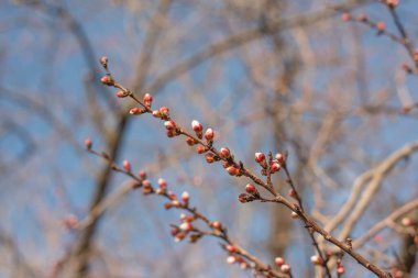 Mavi gökyüzü ve kurumuş kayısı ağaçlarının dallarında açılmamış tomurcukları olan güzel bir bahar arkaplanı. Yüksek kalite fotoğraf