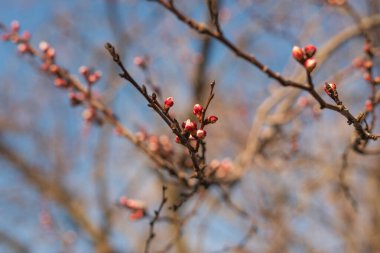 Mavi gökyüzü ve kurumuş kayısı ağaçlarının dallarında açılmamış tomurcukları olan güzel bir bahar arkaplanı. Yüksek kalite fotoğraf