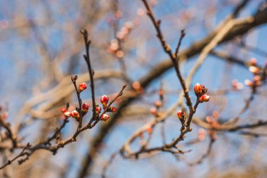 Mavi gökyüzü ve kurumuş kayısı ağaçlarının dallarında açılmamış tomurcukları olan güzel bir bahar arkaplanı. Yüksek kalite fotoğraf