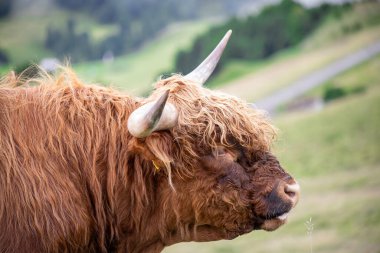 Dağlık sığırların detaylı portresi desenli kürk ve etkileyici kıvrımlı boynuzu gösteriyor. Yumuşak arka plan, bu ikonik çiftlik hayvanının güçlü kırsal karakterini güçlendiriyor..
