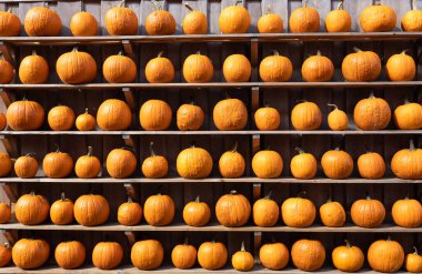Taze Turuncu Balkabağı Koleksiyonu Tahta Raflarda Sergilendi Sonbahar Hasat Arkaplanda. Kırsal ahşap raflarda sıralanmış olgun turuncu balkabakları canlı bir sonbahar hasat gösterisi oluşturur. Tekrarlayan desen ve doğal doku onu ideal kılıyor.