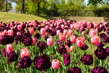Pembe ve Mor Lale Tarlası Bahar Çiçeği Bahçesi Çiçeği. Parlak güneş ışığı altında pembe ve koyu mor çiçeklerle dolu canlı bir lale tarlası. Peyzajlı bir park ortamında taze bahar atmosferi. Mevsimlik pazarlama, kutlama ve Nat için ideal