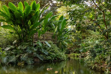 Sıcak doğal ışıkta huzurlu bir lagünü çevreleyen yoğun tropikal bitki örtüsü. Biyolojik çeşitliliği, sürdürülebilirliği ve ekosistemlerin uyumunu temsil eden güzel doğa manzarası. Çevresel hikaye anlatma, seyahat pazarlama ve sağlık dolandırıcılığı için mükemmel.