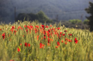 Hollanda 'daki yeşil tarlada kırmızı gelincik çiçekleri