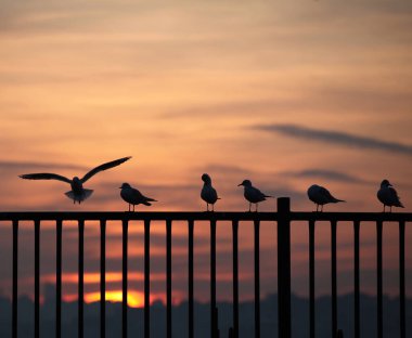 Martı silueti, güzel martı silueti dramatik günbatımında korkulukların üzerinde duruyor.