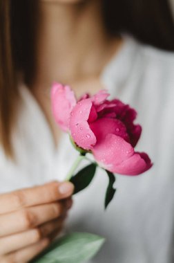 Güzel pembe bir şakayığın seçici odağı. Beyaz gömlekli bir kadın tarafından tutulan su damlaları..