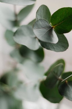 Taze yeşil okaliptüs yapraklarının bulanık bir arka planı var..