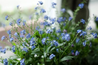 Güzel çiçek açan Myosotis (unutma beni-değil) çiçekleri yumuşak bokeh arkaplanlı.