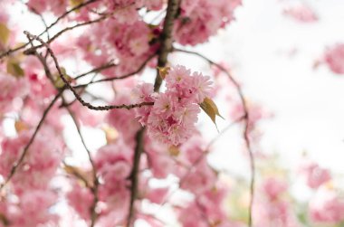 Bahar bahçesinde güzel, çift çiçekli Japon kiraz ağacı. Bahar mevsimi için yumuşak pastel pembe çiçek arkaplanı.
