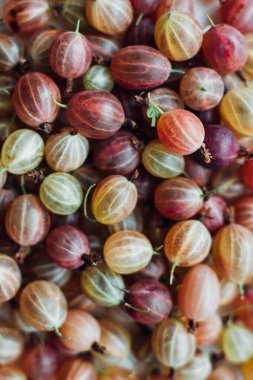 Kırmızı ve yeşilin çeşitli tonlarında taze bektaşi üzümlerinin üst görüntüsü..