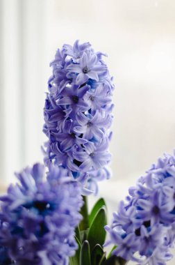 Güzel mavi sümbül çiçekleri beyaz bir pencere pervazına sarılı kağıt üzerinde. Bahar evi dekorasyonu.