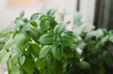 Taze yeşil fesleğen, pencere pervazında büyüyen bir çömleğin içinde, yakın çekim..