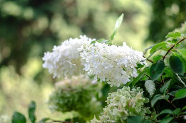 Beyaz ortanca çiçekleri yakın plan, yumuşak bokeh arkaplan, güzel bitki örtüsü arka plan.