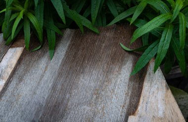 Yeşil yapraklı eskimiş ahşap yüzey