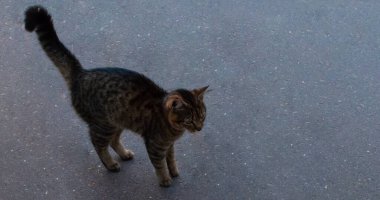 Gri Tekir Kedi Asphalt Yolu 'nda duruyor.