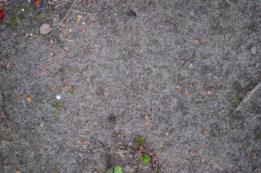 Dağınık küçük sonbahar yaprakları ile koyu nemli bahçe toprak dokusu üst görünümü