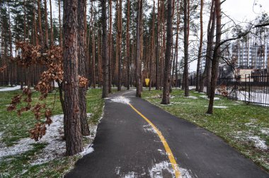 Asfalt bisiklet yolu, baharın başında bir çam ormanının içinden geçen sarı çizgili yol.