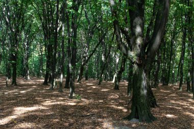 Bereketli Yeşil Ağaçlı Güneşli Yaprak Orman