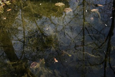 Yapraksız ağaç dallarının soyut görüntüsü, dağınık yaprakları, taşları ve ince sualtı dokuları olan sakin, karanlık gölet suyunu yansıtır. Dengesiz atmosferi olan doğal bir arka plan..