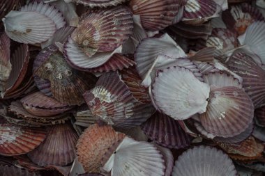 Yumuşak mor, pembe, beyaz ve kahverengi tonlarda istiridye kabukları, katmanlı şekilleri ve detaylı doğal dokuları gösteren yakın çekim..