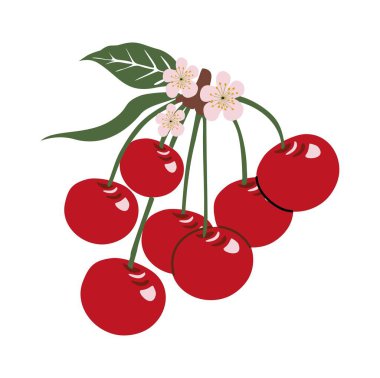 Beyaz arka planda izole edilmiş pembe çiçekli ve yeşil yapraklı parlak kırmızı kirazların stilize düz çizimi.