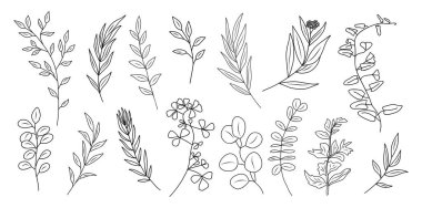 Botanik sapların ve yaprakların siyah çizgi çizimi. Beyaz arkaplanda izole edilmiş taslak biçim vektörü çizimi.