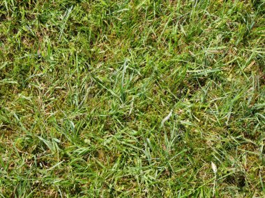 Yeşil çimen arka plan, yaz çimenliği, arazi yakın görünümü