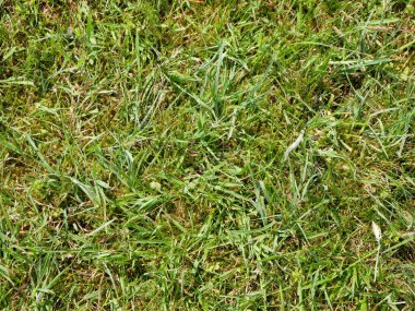 Yeşil çimen arka plan, yaz çimenliği, arazi yakın görünümü