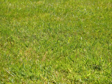 Yeşil çimen arka plan, yaz çimenliği, arazi yakın görünümü