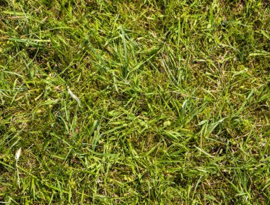 Yeşil çimen arka plan, yaz çimenliği yakın manzara