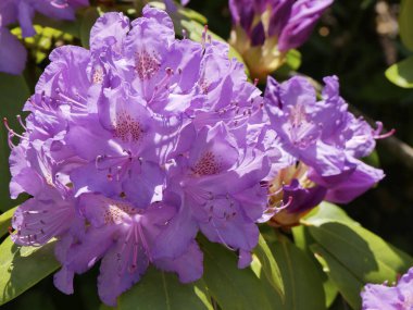 Çiçek doğal arkaplanı bulanıklaştırıyor. Doğada güzellik