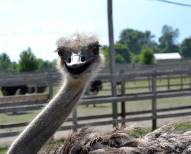 bir çiftlikte - baş profil sadece genç deve kuşu