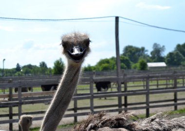 bir çiftlikte - baş profil sadece genç deve kuşu