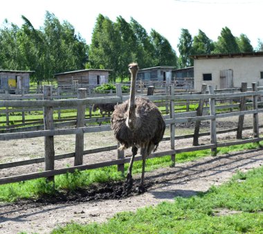 muhteşem devekuşu bir çiftlikte yürüyüş
