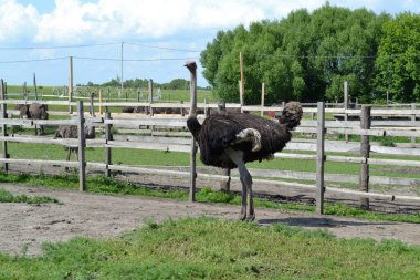 muhteşem devekuşu bir çiftlikte yürüyüş
