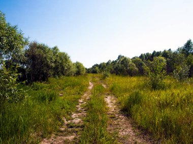 Boş yol yaz alanında. yeşil çim ve orman