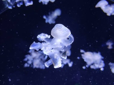 Beyaz denizanası soyut arka plan, deniz fotoğrafçılığı, deniz doğası güzel yaratıklar, medusa