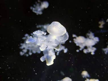 Beyaz denizanası soyut arka plan, deniz fotoğrafçılığı, deniz doğası güzel yaratıklar, medusa