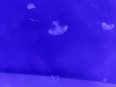 Mavi denizanası görünümü arka plan, deniz fotoğrafçılığı, deniz doğası güzel yaratıklar.