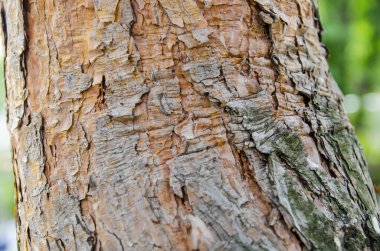 Ağaç kabuğu görünümünü kapat. Ayrıntılar doğada