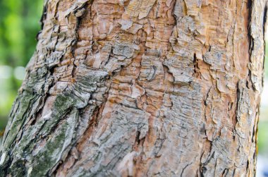Ağaç kabuğu görünümünü kapat. Ayrıntılar doğada