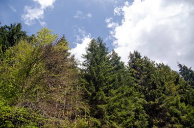 Mavi yaz göğün altında renkli ağaçlar ile dağ orman