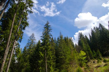 Dağlar, yeşil ağaçların altında derin mavi gökyüzü yaz ormanda