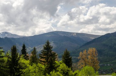 Yaz orman ve dağlar. Çevre koruma ve ekoloji sorunları. Ormanlarımızı kurtarmak!